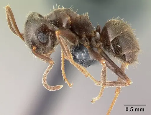 Lasius platythorax specimen CASENT0179600 image casent0179600_3