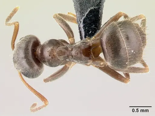 Lasius platythorax specimen CASENT0179887 image casent0179887_1