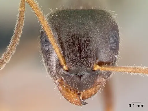 Lasius platythorax specimen CASENT0179887 image casent0179887_2