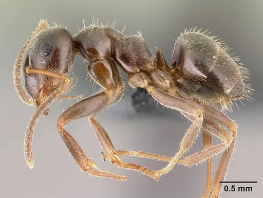 Lasius platythorax specimen CASENT0179887 image casent0179887_3