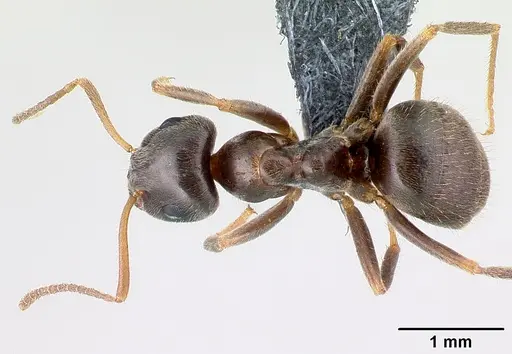 Lasius platythorax specimen CASENT0179925 image casent0179925_1