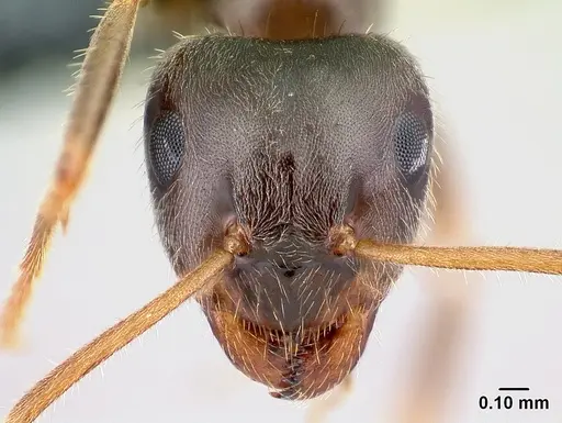 Lasius platythorax specimen CASENT0179925 image casent0179925_2