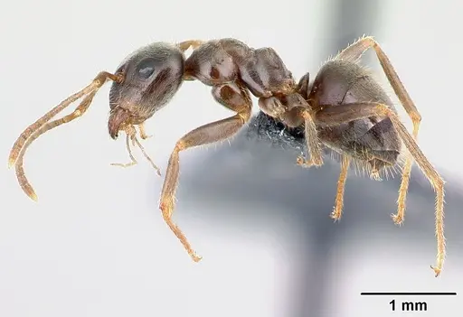 Lasius platythorax specimen CASENT0179925 image casent0179925_3