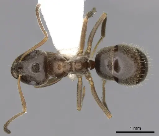 Lasius platythorax specimen CASENT0280446 image casent0280446_1
