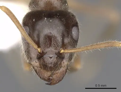 Lasius platythorax specimen CASENT0280446 image casent0280446_2