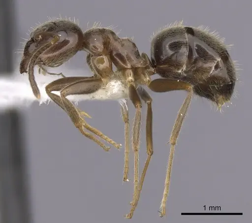 Lasius platythorax specimen CASENT0280446 image casent0280446_3