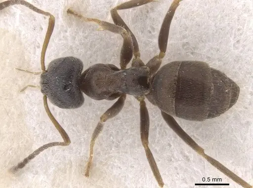 Lasius platythorax specimen CASENT0913673 image casent0913673_1