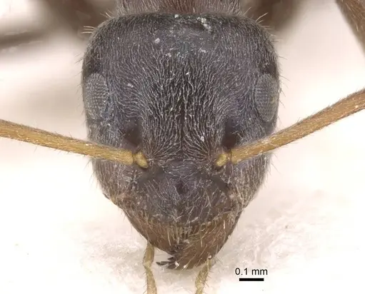 Lasius platythorax specimen CASENT0913673 image casent0913673_2