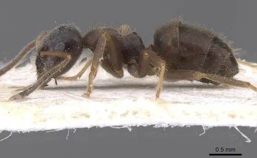 Lasius platythorax specimen CASENT0913673 image casent0913673_3