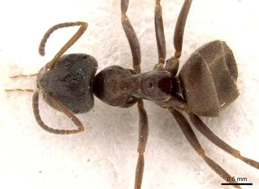 Lasius platythorax specimen CASENT0915593 image casent0915593_1
