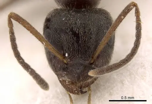 Lasius platythorax specimen CASENT0915593 image casent0915593_2