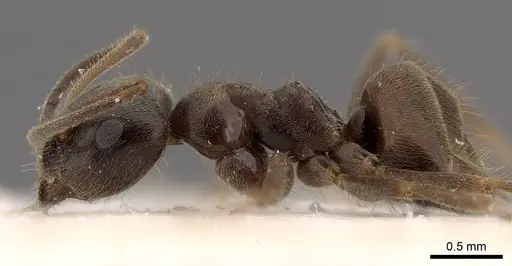 Lasius platythorax specimen CASENT0915593 image casent0915593_3