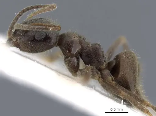Lasius platythorax specimen CASENT0915593 image casent0915593_4
