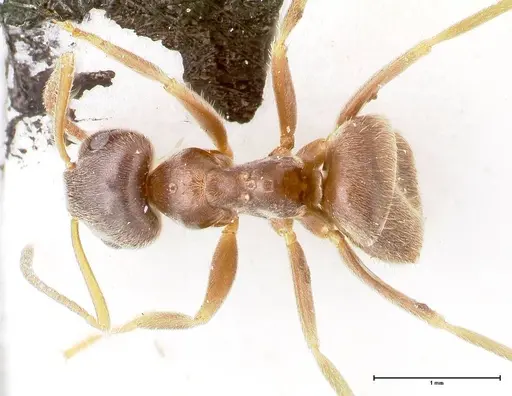 Lasius platythorax specimen FOCOL0745 image focol0745_1