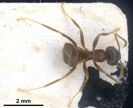 Lasius platythorax specimen FOCOL0745 image focol0745_2