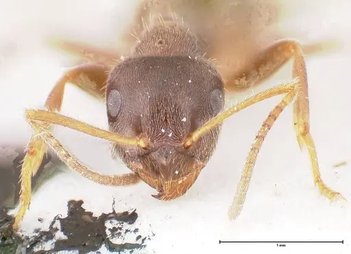 Lasius platythorax specimen FOCOL0745 image focol0745_3