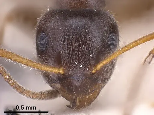 Lasius platythorax specimen FOCOL0745 image focol0745_4