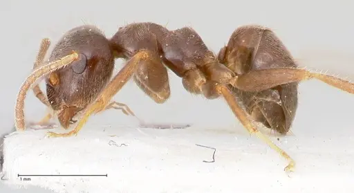 Lasius platythorax specimen FOCOL0745 image focol0745_5
