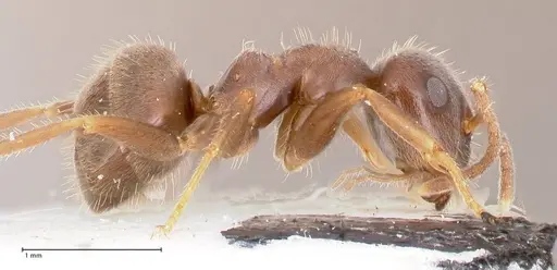 Lasius platythorax specimen FOCOL0745 image focol0745_6