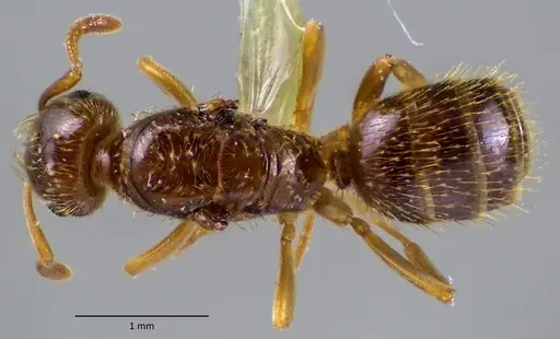 Lasius plumopilosus specimen ANTWEB1060173 image antweb1060173_1