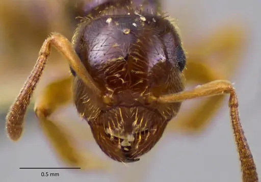 Lasius plumopilosus specimen ANTWEB1060173 image antweb1060173_2