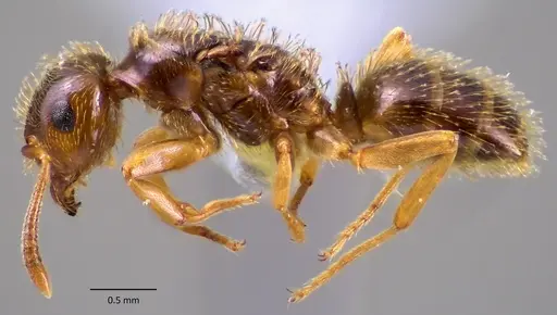 Lasius plumopilosus specimen ANTWEB1060173 image antweb1060173_3