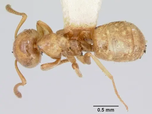 Lasius plumopilosus specimen CASENT0103493 image casent0103493_1