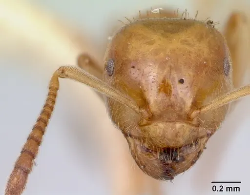 Lasius plumopilosus specimen CASENT0103493 image casent0103493_2