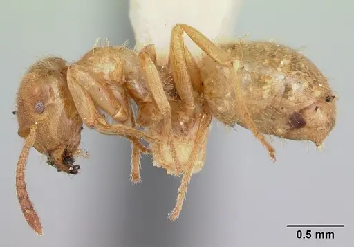 Lasius plumopilosus specimen CASENT0103493 image casent0103493_3
