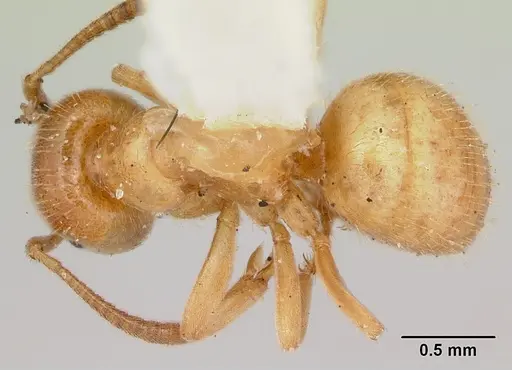 Lasius plumopilosus specimen CASENT0105575 image casent0105575_1