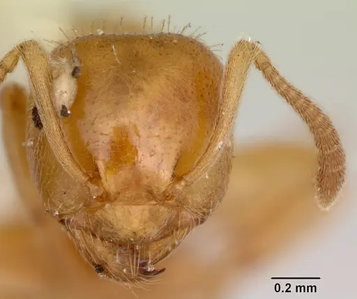 Lasius plumopilosus specimen CASENT0105575 image casent0105575_2