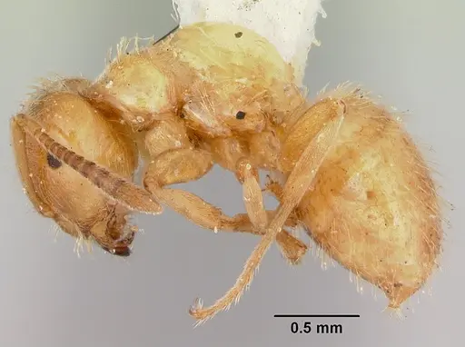 Lasius plumopilosus specimen CASENT0105575 image casent0105575_3