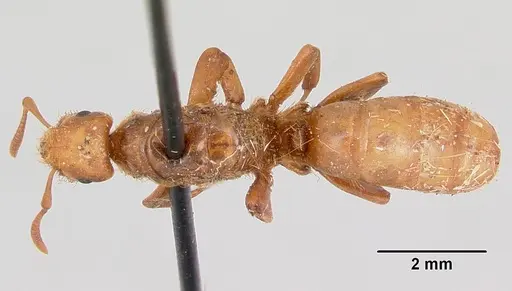 Lasius pogonogynus specimen CASENT0103496 image casent0103496_1