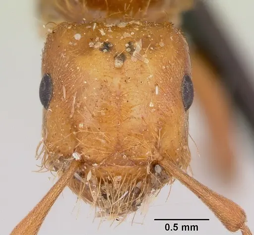 Lasius pogonogynus specimen CASENT0103496 image casent0103496_2