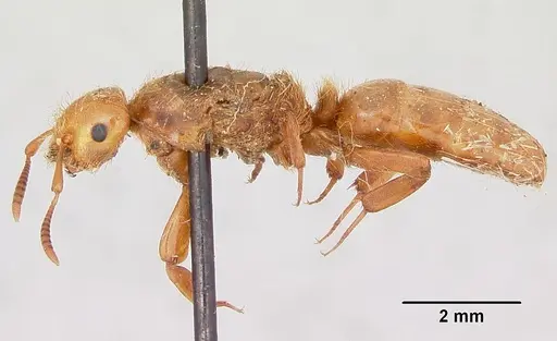 Lasius pogonogynus specimen CASENT0103496 image casent0103496_3