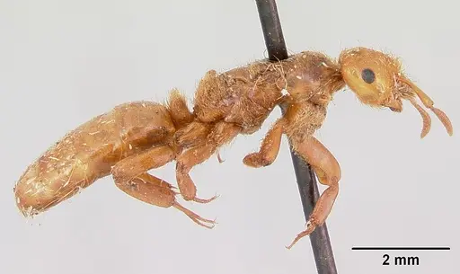 Lasius pogonogynus specimen CASENT0103496 image casent0103496_4