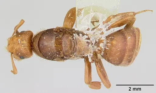 Lasius pogonogynus specimen CASENT0103498 image casent0103498_1