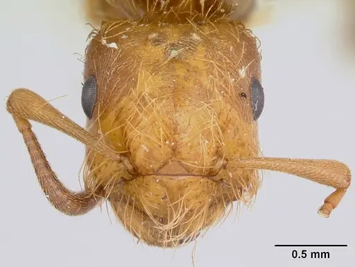 Lasius pogonogynus specimen CASENT0103498 image casent0103498_2