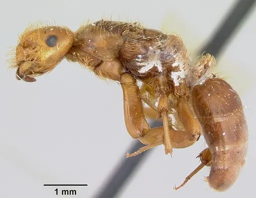 Lasius pogonogynus specimen CASENT0103498 image casent0103498_3