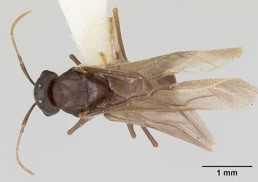 Lasius pogonogynus specimen CASENT0103500 image casent0103500_1
