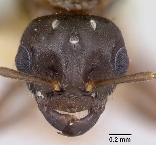 Lasius pogonogynus specimen CASENT0103500 image casent0103500_2
