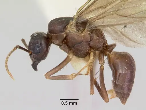 Lasius pogonogynus specimen CASENT0103500 image casent0103500_3
