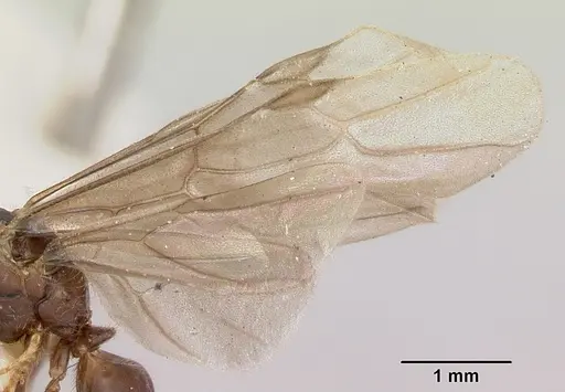 Lasius pogonogynus specimen CASENT0103500 image casent0103500_4