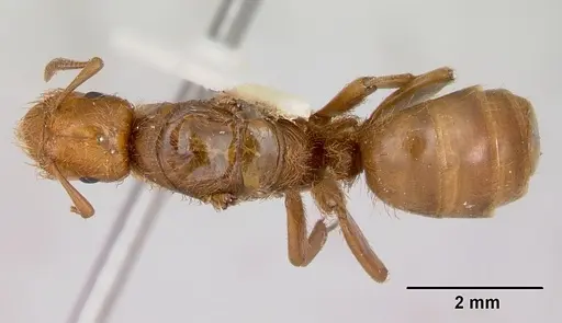 Lasius pogonogynus specimen CASENT0103501 image casent0103501_1
