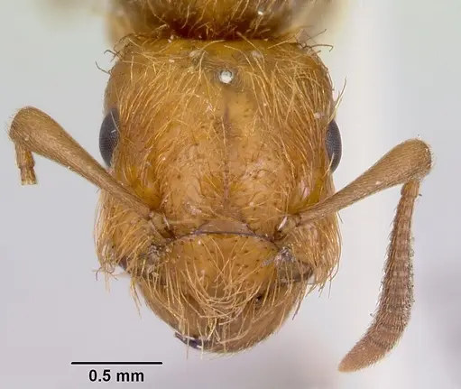 Lasius pogonogynus specimen CASENT0103501 image casent0103501_2