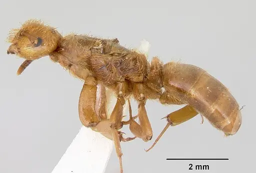 Lasius pogonogynus specimen CASENT0103501 image casent0103501_3