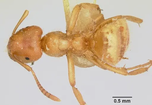 Lasius pogonogynus specimen CASENT0105714 image casent0105714_1