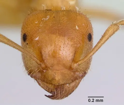 Lasius pogonogynus specimen CASENT0105714 image casent0105714_2