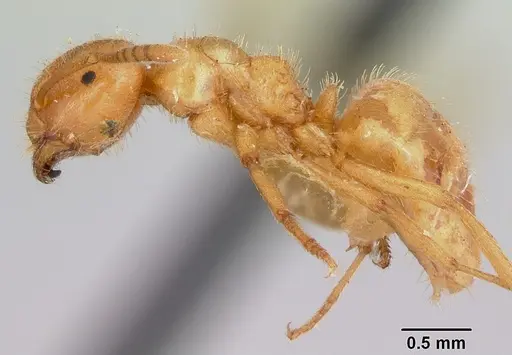 Lasius pogonogynus specimen CASENT0105714 image casent0105714_3