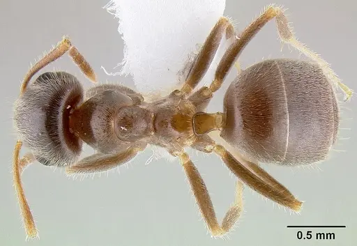 Lasius ponderosae specimen CASENT0106128 image casent0106128_1